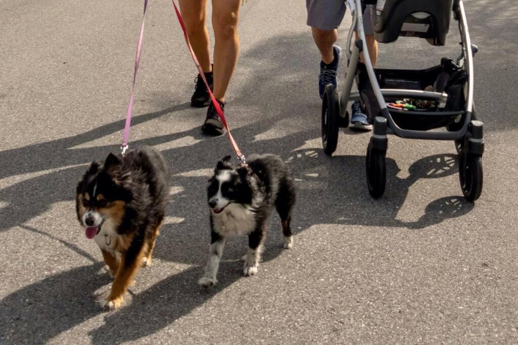 בריידנטון New Dog Paradise - Near The Beach Img & Downtown מראה חיצוני תמונה